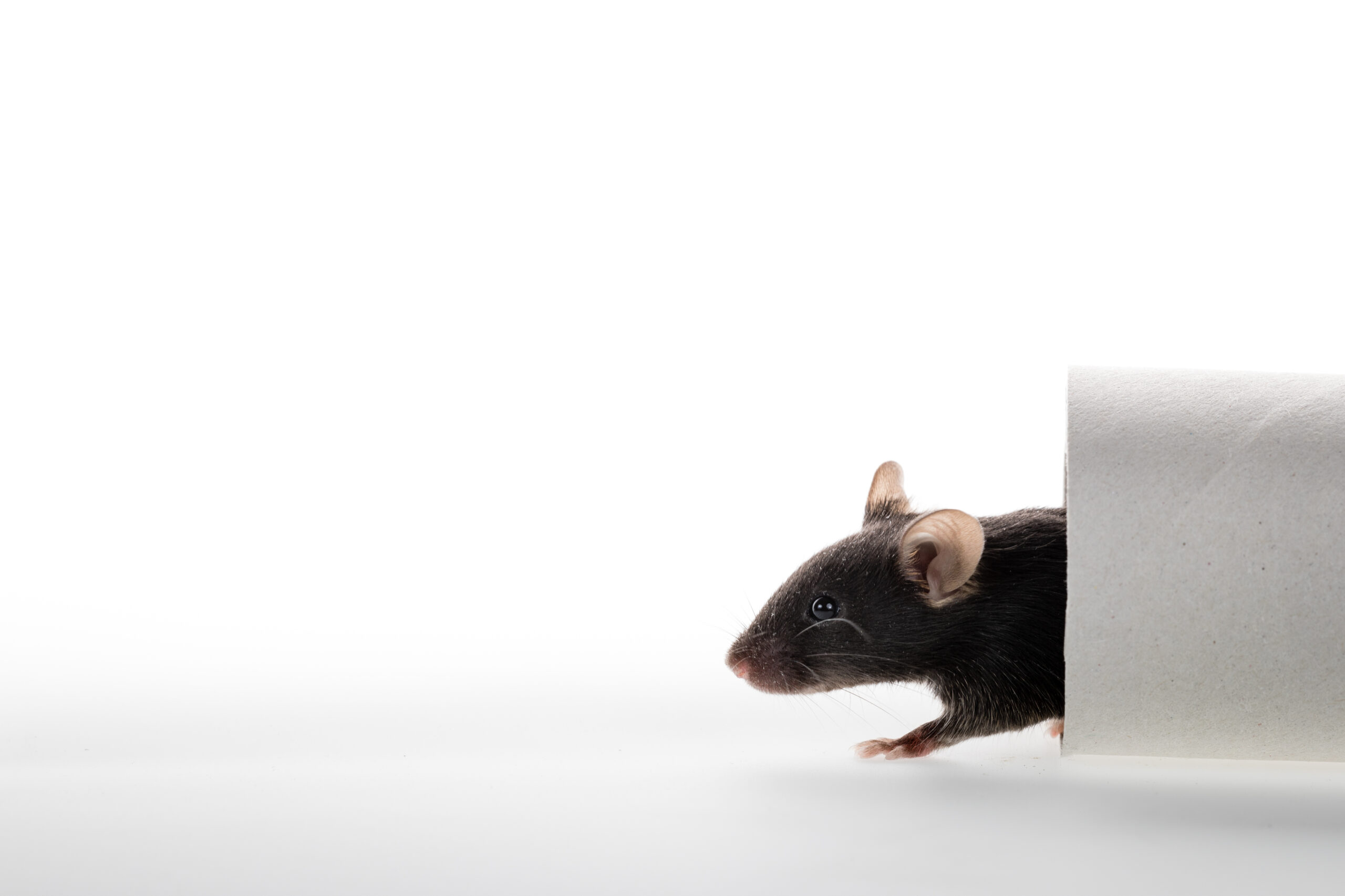 White and black laboratory mice play with paper tube